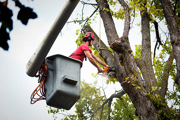 Best Utility Line Clearance  in Little Ferry, NJ